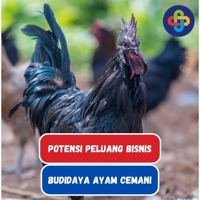 Ayam Cemani: Peluang Bisnis di Indonesia